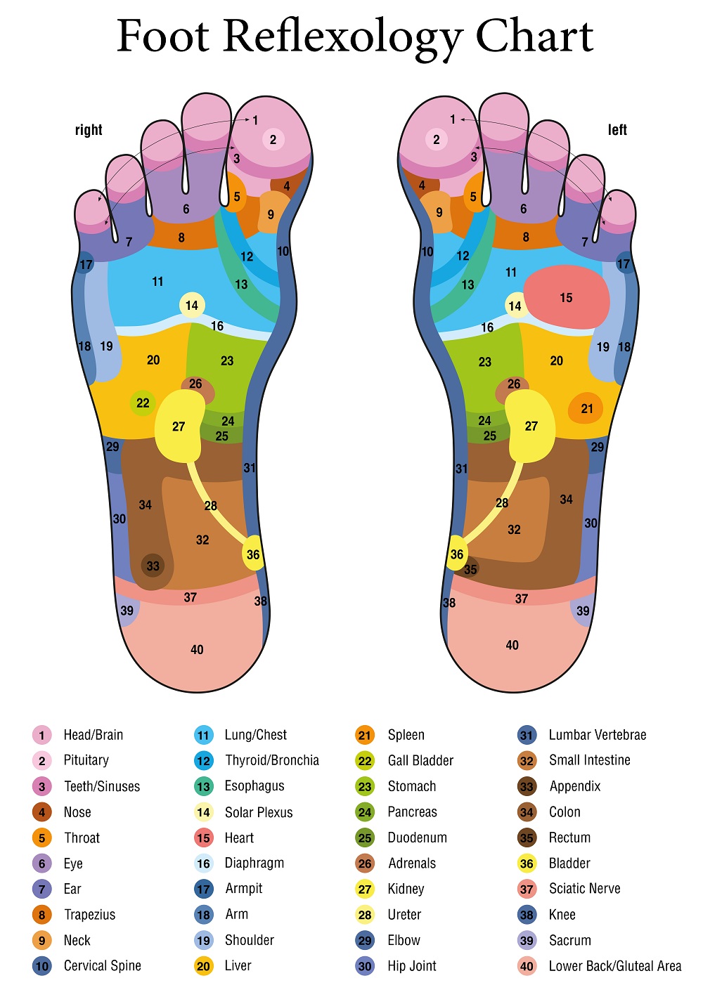 Foot Reflexology Chart Uterus
